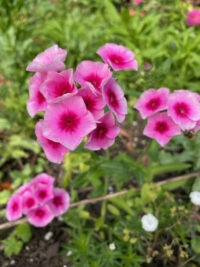 Phlox drummondii grandiflora 'Brilliant' seeds