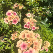 Phlox drummondii 'Cherry Caramel' seeds