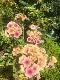 Phlox drummondii 'Cherry Caramel' seeds