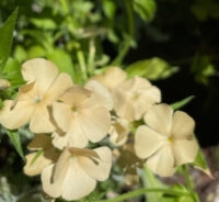Phlox drummondii 'Isabellina' seeds