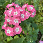 Phlox drummondii Leopoldii seeds