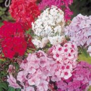 Phlox paniculata 'New Hybrids Mixed' seeds - (Perennial Phlox)