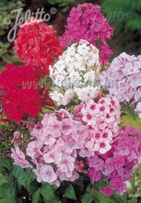 Phlox paniculata 'New Hybrids Mixed' seeds - (Perennial Phlox)