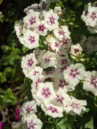 Phlox drummondii 'Grandiflora Tapestry mix' seeds - Image 3