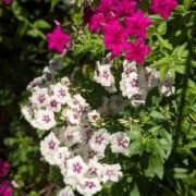 Phlox drummondii 'Grandiflora Tapestry mix' seeds