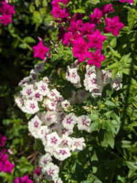 Phlox drummondii 'Grandiflora Tapestry mix' seeds - Image 4