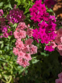 Phlox drummondii 'Grandiflora Tapestry mix' seeds - Image 2