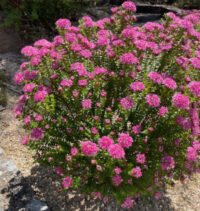 Pimelea rosea seeds - (Rose Banjine, Pink Rice Flower)