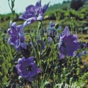 Platycodon grandiflorus 'Hakone Blue Tall Double' seeds - (Balloon Flower)