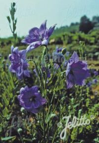 Platycodon grandiflorus 'Hakone Blue Tall Double' seeds - (Balloon Flower)