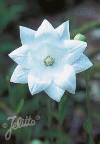 Platycodon grandiflorus 'Hakone White' seeds - ( Double White Balloon Flower)