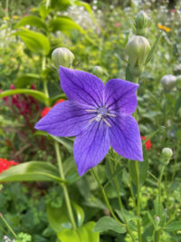 Platycodon grandiflorus 'Florist Blue' plants - (Balloon Flower)