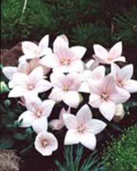 Platycodon grandiflorus 'Florist Pink' seeds -(Balloon Flower)