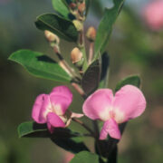 Podalyria calyptrata seeds - (Sweet pea bush, Water blossom pea, waterkeurtjie)