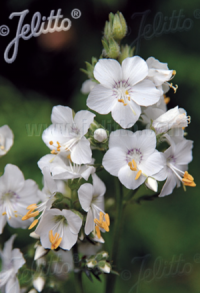 Polemonium caeruleum f. album seeds - ( Jacob's ladder)