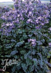 Polemonium yezoense 'Purple Rain Strain' seeds - (Polemonium yezoense hidakanum)