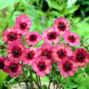 Potentilla nepalensis 'Melton Fire' plants - ( Cinquefoil)