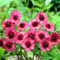 Potentilla nepalensis 'Melton Fire' seeds - (Cinquefoil)