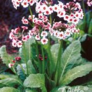 Primula japonica 'Appleblossom' seeds