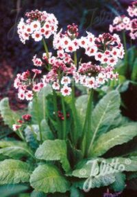 Primula japonica 'Appleblossom' seeds