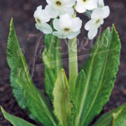 Primula chionantha seeds