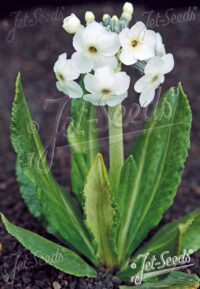 Primula chionantha seeds