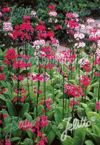 Primula japonica 'Deluxe  Mix' seeds