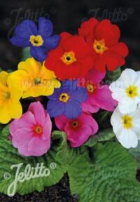 Primula elatior-hybr 'Gigantea Mix' seeds - ( polyanthus)