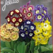 Primula x pubescens  'Kaleidoscope' seeds