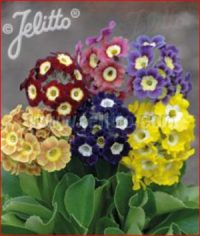 Primula x pubescens  'Kaleidoscope' seeds