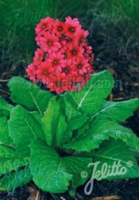 Primula japonica 'Millers Crimson' seeds