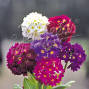 Primula denticulata 'Ronsdorf hybrids' seeds - (Drumstick primula)