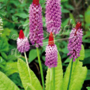 Primula vialii seeds - (Miracle, Orchid primrose)