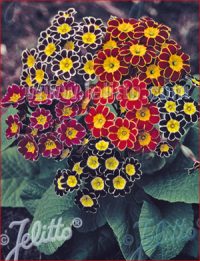 Primula elatior-hybrid 'Victorian Laced Primroses' seeds - ( Primrose)