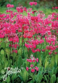 Primula x bulleesiana seeds