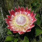 Protea cynaroides seeds (winter flowering)