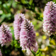 Ptilotus exaltatus seeds - ( Pink Mulla Mulla, Lambs Tail, Showy Foxtail)