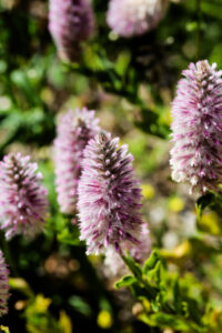 Ptilotus exaltatus seeds - ( Pink Mulla Mulla, Lambs Tail, Showy Foxtail)