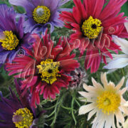 Pulsatilla vulgaris 'Prima Papagena' seeds - (Pasque Flower, Anemone)