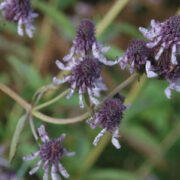 Pycnostachys urticifolia - ( Large hedgehog flower, Blue witches hats)