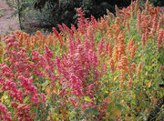 Chenopodium quinoa 'Brilliant Shining Rainbow' seeds - ( Quinoa)