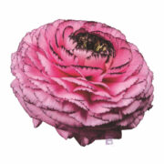 Ranunculus asiaticus 'Elegance Rosa Striato' seeds