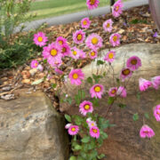 Rhodanthe manglesii 'Maculata Rose' seeds - (Everlasting, Paper Daisy)