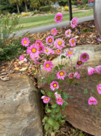 Rhodanthe manglesii 'Maculata Rose' seeds - (Everlasting, Paper Daisy)
