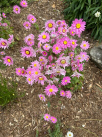 Rhodanthe manglesii 'Maculata Rose' seeds - (Everlasting, Paper Daisy) - Image 2