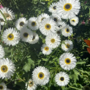 Rhodanthe chlorocephala ssp rosea 'Pierrot' seeds - (Helipterum roseum,Strawflower,Paper Daisy, Everlasting Daisy)