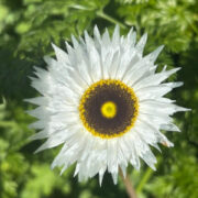 Rhodanthe chlorocephala ssp rosea 'Pierrot' seeds - (Helipterum roseum,Strawflower,Paper Daisy, Everlasting Daisy)