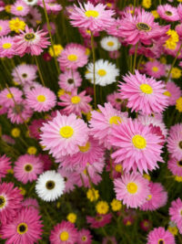 Rhodanthe chlorocephala ssp rosea  'Rose' seeds  - ( Helipterum roseum, Paper Daisy) - Image 3