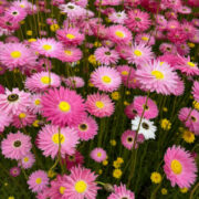 Rhodanthe chlorocephala ssp rosea  'Rose' seeds  - ( Helipterum roseum, Paper Daisy)