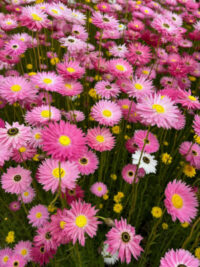 Rhodanthe chlorocephala ssp rosea  'Rose' seeds  - ( Helipterum roseum, Paper Daisy)